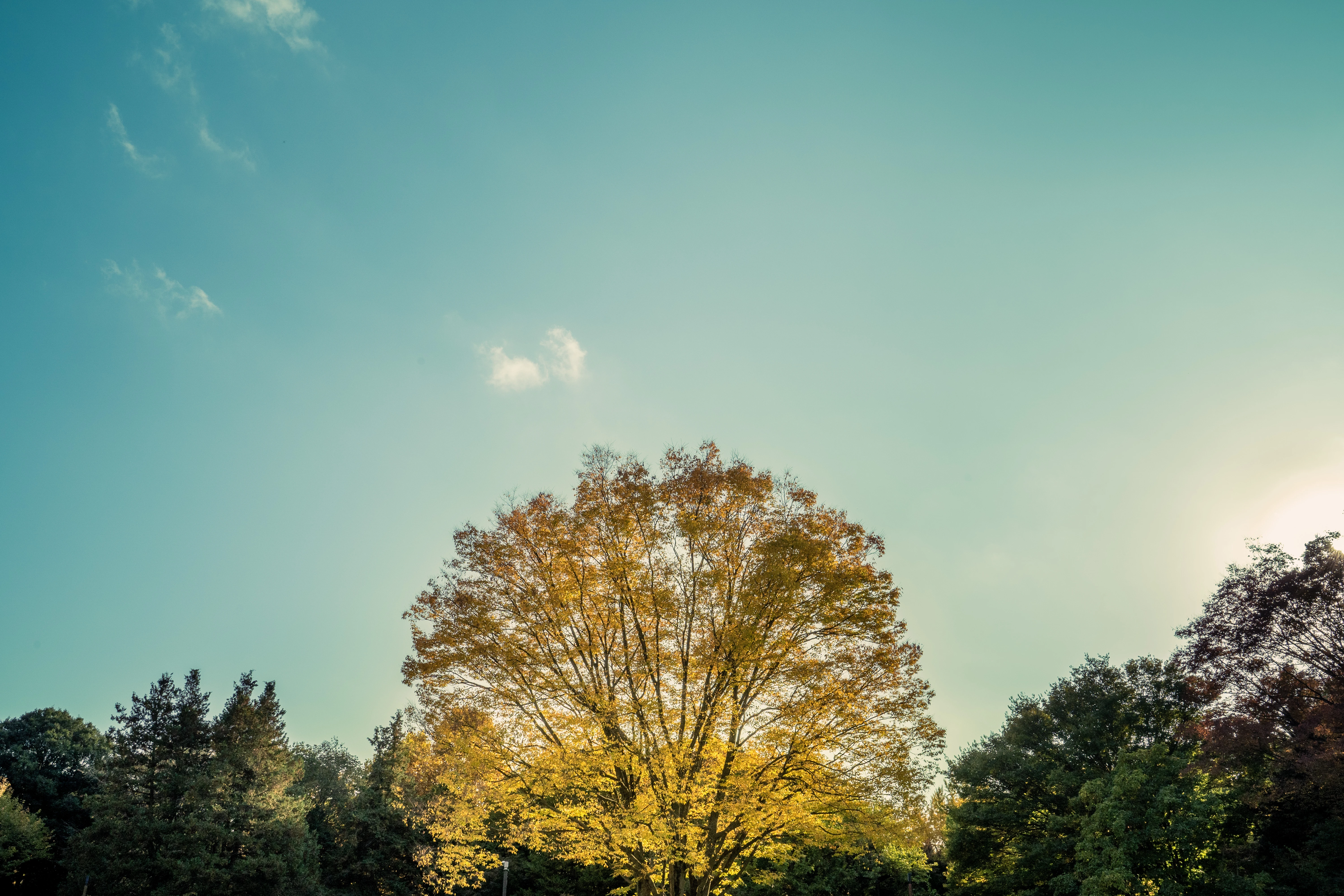 Golden Autumn Tree Crown Illuminated Under Clear Sky